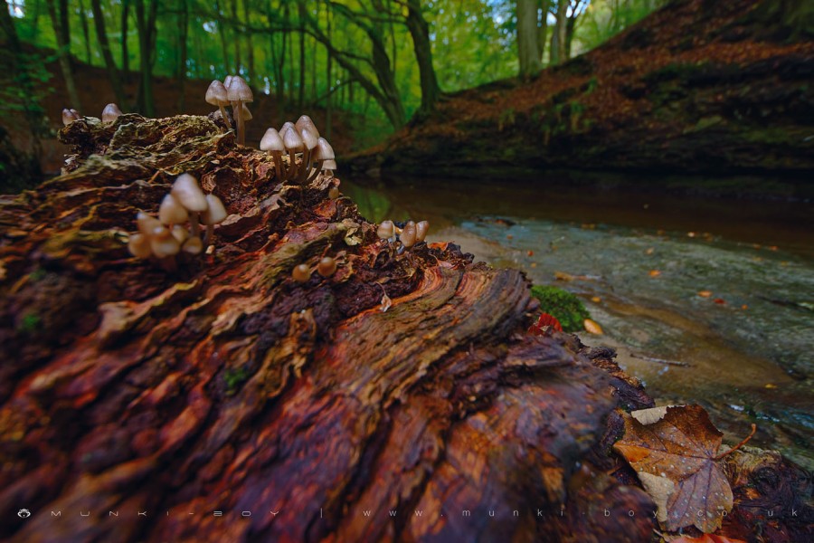 Woodland Fungi