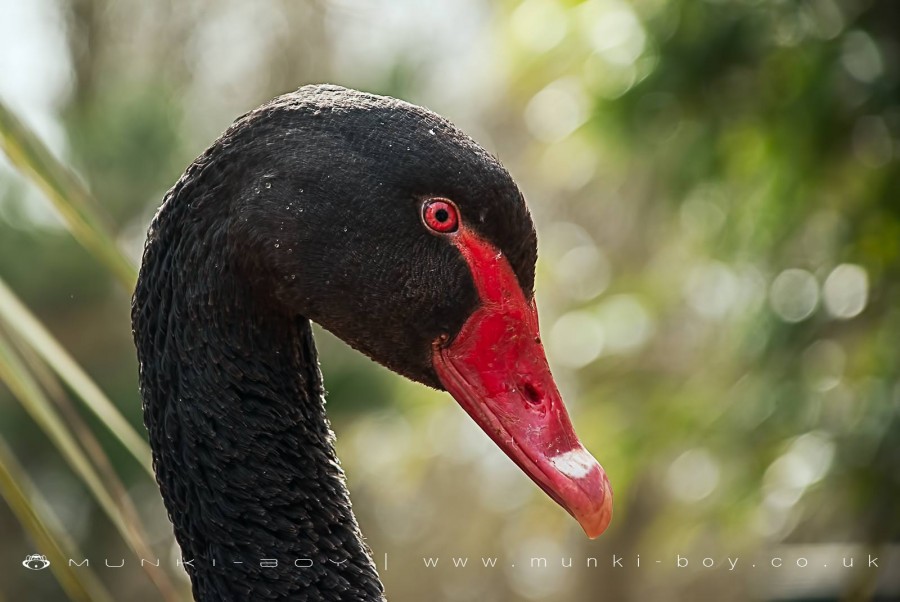 Black Swan
