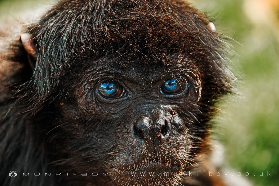 Gibbon