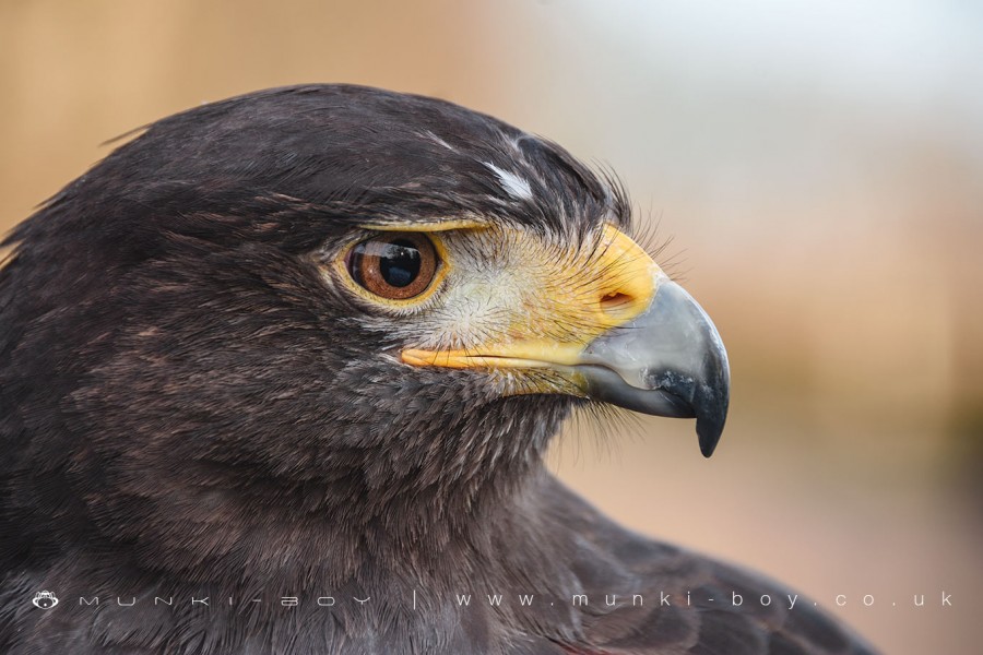 Harris Hawk