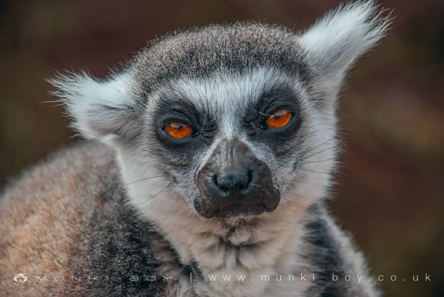 Lemur