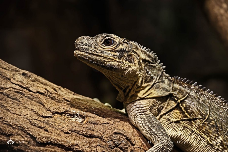 Lizard