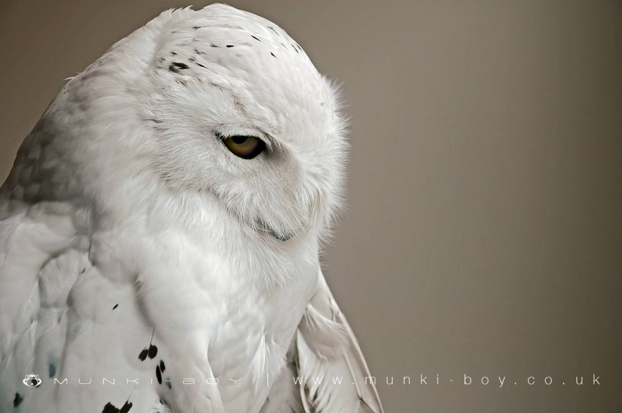 Snow Owl