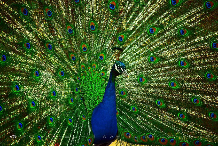 Peacock